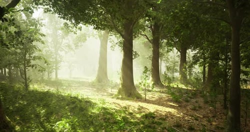 Sunlight Filters Through Trees in a Tranquil Forest Setting at Dawn