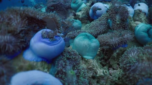 Precious Anemones and Corals Under the Sea