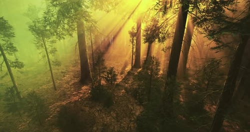 Golden Sunlight Filters Through a Dense Forest Creating a Mystical Atmosphere
