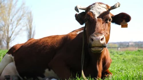 Brown Cow with Distinctive Horns and Ear Tag Gazes Curiously at the Camera Surrounded By Lush Green