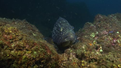 Grouper close up from front