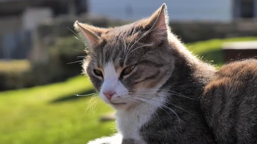 Sunbathing Gray and White Cat with Beautiful Close Up Face