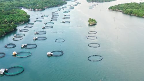 Fischindustrie Fischzucht im industriellen Maßstab