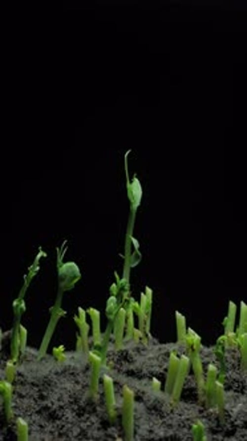 Time Lapse of Vibrant Sprouts Emerging from Soil