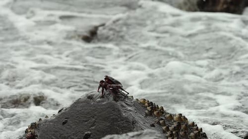 Tropical island crab moving across the shoreline rocks in slow motion.