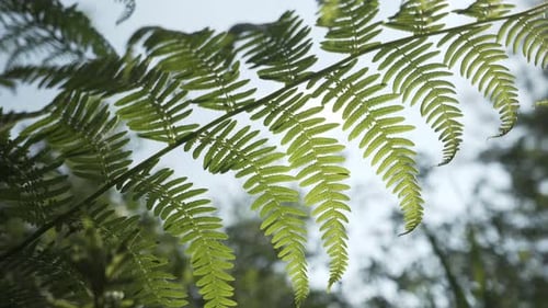 Plante qui existait également à l'époque des dinosaures.