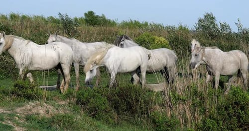 Camargue Horse, Herd standing in Swamp, Saintes Marie de la Mer in Camargue, in the South of France