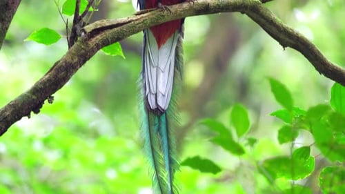 Male of Resplendent quetzal (Pharomachrus mocinno) sits on the branch in the humid forest of Monteve
