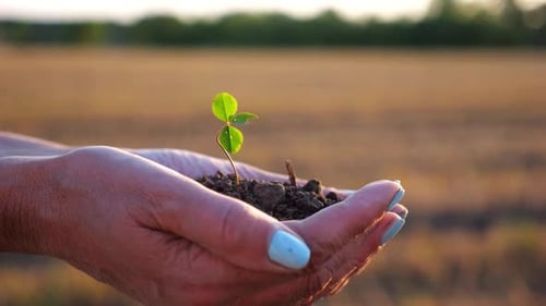Female Hands of Farmer Holding Small Green Sprout at Meadow at Sunset Agronomist Getting Ready to