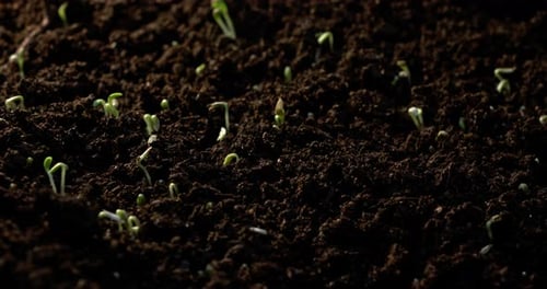 Seeds Sprout in Time-Lapse in Dark Earth