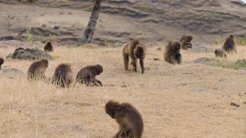 Gelada Monkeys Grazing Peacefully in Ethiopian Highlands