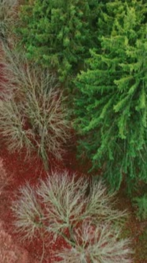 Forest view from above. Aerial top view of forest tree