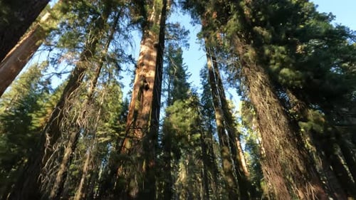Walk In Sequoia National Park Among Big Redwood Trees With Sun Shining Looking Up