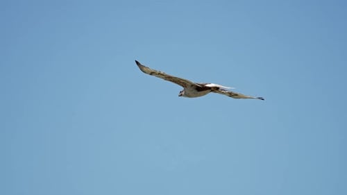 Ferruginous Hawk flying through the sky and over mountain tops