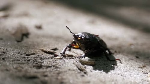 Beetle Deer Creeps on the Ground