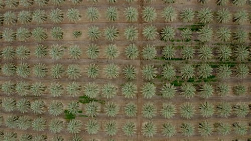 Palm Date groves, Southern Jordan Valley, Winter,Aerial view- Israel