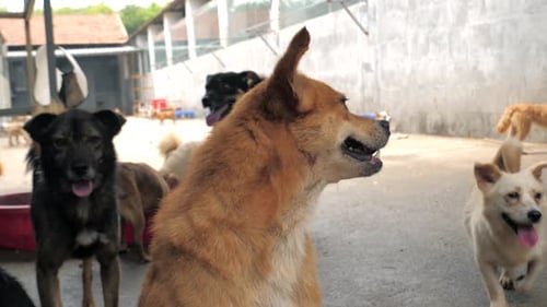Portrait of Sad Mixed Breed Dog in a Shelter or an Animal Nursery Shelter for Animals Concept