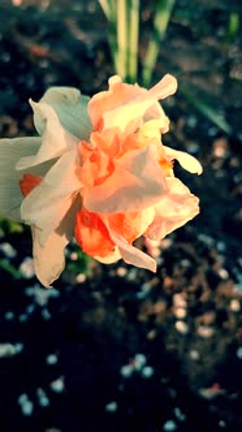 Narcissus Beautiful Flower White Orange Petals Stamens Green Leaves Vertical