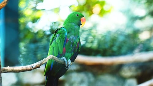 Close Up Beautiful Colorful Green Parrot with Orange Red Beak Resting on Tree Branch