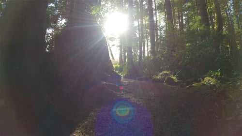 Scenic Hiking Trail in the Rainforest with Vibrant Green Trees