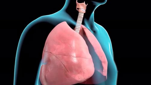 3D Human Lungs and Trachea Animation