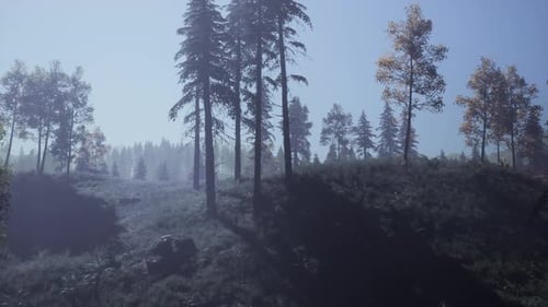 Evergreen Fir Trees with Cones Peaks of French Alps Mountains