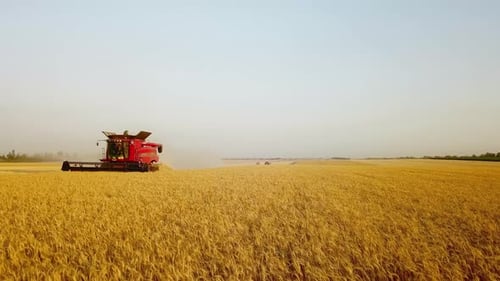 Aerial Drone View Combine Harvesters Working in Wheat Field on Sunset Harvesting Machine Driver