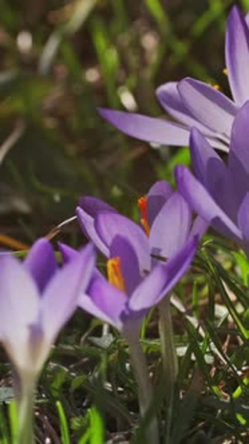 Flowering crocus spring flowers
