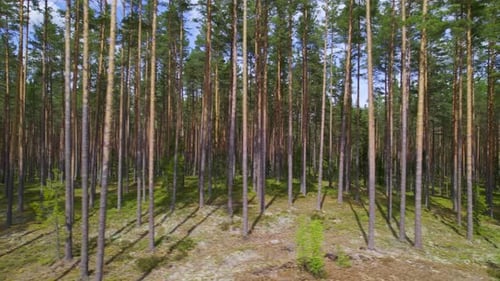 Aerial view of a peaceful pine forest in natural sunlight showcasing tall, slender trees