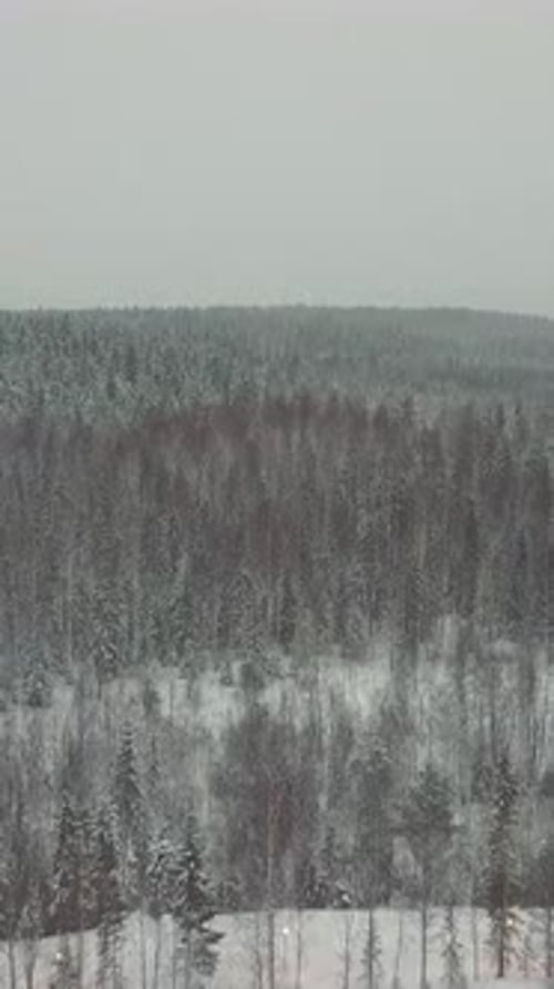 Vertical of Aerial View of Snowy Forest