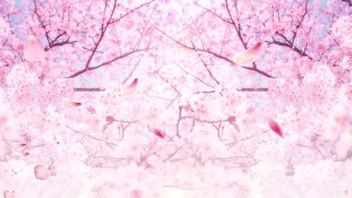 Cherry blossoms tree with butterflies