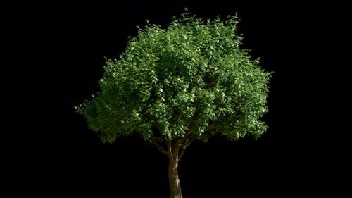 Lush green deciduous tree with swaying branches and leaves blowing in wind on transparent background
