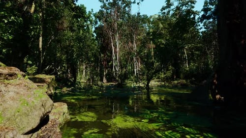 Matin calme dans un marais luxuriant avec des reflets et des lys éparpillés