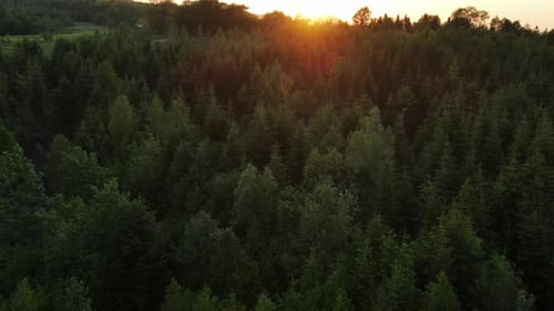 Drone aérien survolant une magnifique forêt de pins et d'épicéas en montagne au coucher du soleil