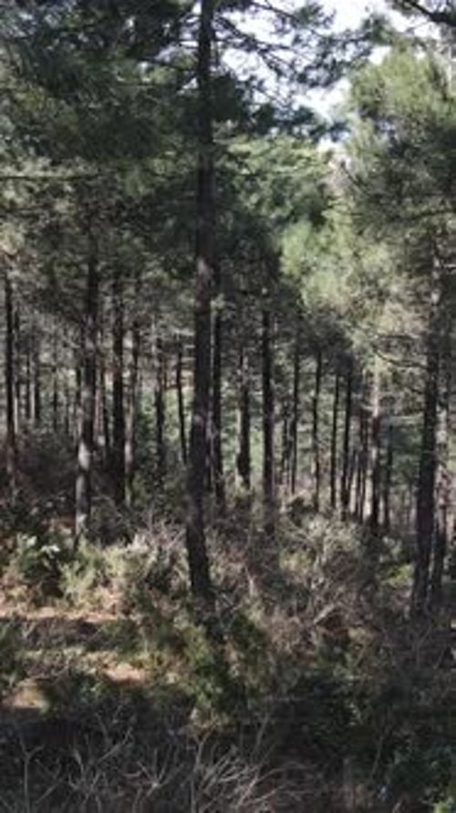 Environment Natural Forest