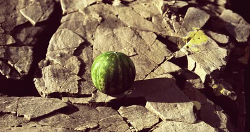 Small Watermelon Resting on Rocky Surface in Natural Light