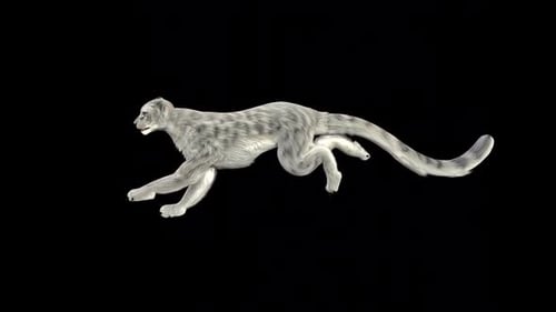 Leopard Run 2