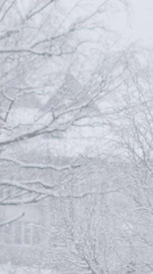 Gelassenheit im Winter Ein verschneiter Tag Genießen Sie die Schönheit der Winterlandschaften, in denen Schneeflocken die