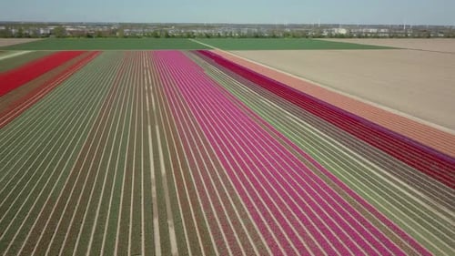 Aerial drone shot of panning to the left over the beautiful tulip fields in the Netherlands.