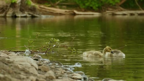 Little cute babies of Canada Goose, geese are swimming around in the water in a pond in nature