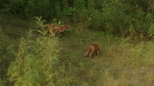 Mother Fox and Her Two Cute Playful Cubs are Running in Clearing at Edge of Forest on Summer Day