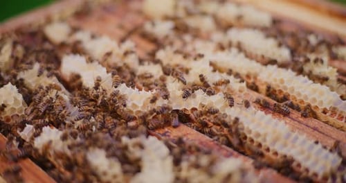 Bees Crawling on Honeycomb Frames Inside Beehive
