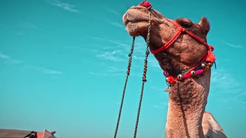 Vue à Slo-Mo d'un chameau vu du sol à la foire aux chameaux de Pushkar
