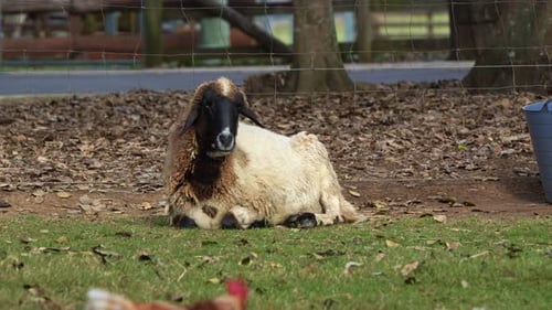 Sheep Resting on Grass in Rural Pasture