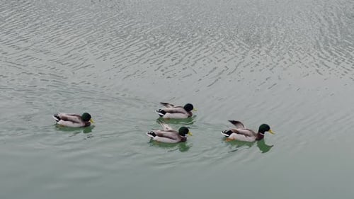 Ducks floating on lake in the winter