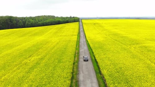 Aerial of Car on Road in Beautiful Countryside and Yellow Canola Field