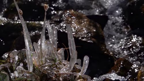 Ice forming on plants in cold weather close up
