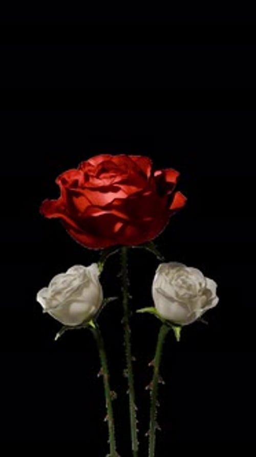 Elegant Time-Lapse of Red and White Roses Blooming