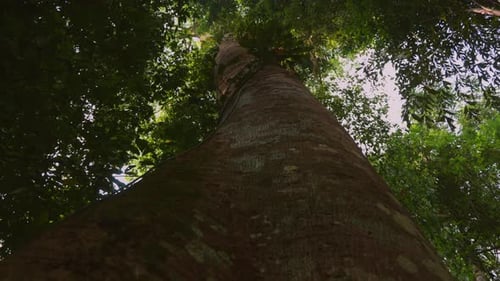 Bottom view of a big tree in a forest. Looking from top to the bottom
