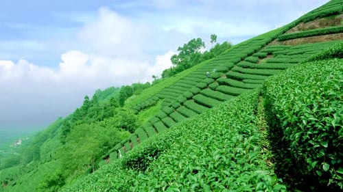 Tea fields on the hillside. Tea farmers at work.